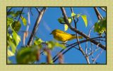 2023-05-15 6026 Yellow Warbler