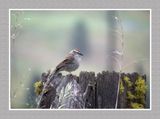 2023-06-14 6133 Chipping Sparrow