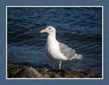 2023-07-20 6405 Glaucous-winged  Gull