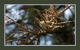 2023-07-22 6509 Golden-crowned Kinglet
