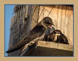 2023-07-30 6781 Purple Martins