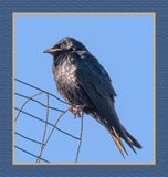 2023-07-30 6799 Purple Martin