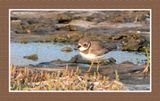 2023-09-09 00310 2 Semipalmated Plover