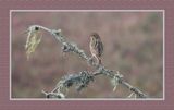 2023-09-09 00282 Savannah Sparrow