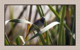 2023-09-28 7809C Scaly-breasted Munia