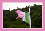 2024-06-29 4130C Newfoundland Tricolour