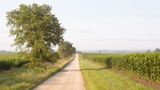 Evergreen Road Cornfields
