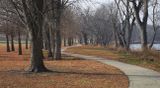 River Park Trees 