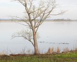 Shoreline and Coots 