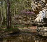 Canyon Redbud