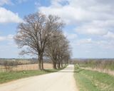 Oaks along Welch Road in April 