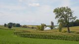 Corn and Cottonwood 