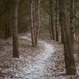 Path Through the Pines
