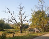 Pasture along Lonesome Road 