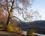 Riverside Sycamore 