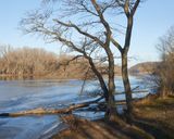 Riverside Honey Locusts