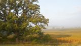 Oak Tree and Morning Shadow 