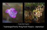 submerged pointy thing flowers.jpg