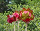 P6231057 TG6MLR2023ps.jpg