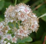 P8060709 MLR2023ps.jpg