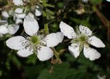 P6016236 TG6MLR2023.jpg