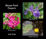 Moose Pond Flowers.jpg