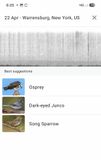Screenshot_20250422_182515_Merlin Bird ID MLR2023.jpg