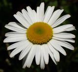 P6120492 TG6MLR2023.jpg