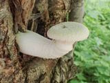 P6130534 TG6MLR2023.jpg