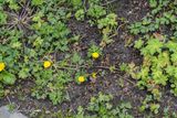 kruipende boterbloem (Ranunculus repens)