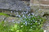 Akkervergeet-mij-nietje (Myosotis arvensis)