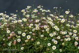 Muurfijnstraal (Erigeron karvinskianus)