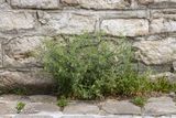 Steenkruidkers (Lepidium ruderale)