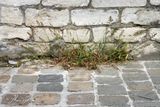 Kransgras (Polypogon viridis)