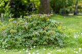 Robertskruid (Geranium robertianum)