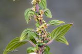 Klein glaskruid (Parietaria judaica) - detail van bloei