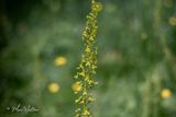 Grote keverorchis (Neottia ovata)
