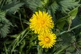 Paardenbloem (Taraxacum officinale)