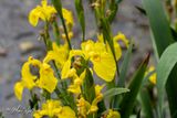 Gele lis (Iris pseudacorus)