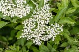 Gewone vlier (Sambucus nigra)- bloei
