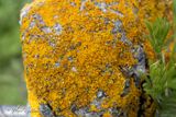 Groot dooiermos (Xanthoria parietina) + Kleefkruid