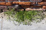 Rode schijnspurrie - Spergularia rubra