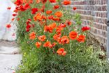 Gewone klaproos (Papaver rhoeas)