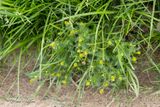Schijfkamille (Matricaria discoidea, synoniem- Matricaria matricaroides)