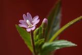 Beklierde basterdwederik (Epilobium ciliatum)