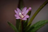 Beklierde basterdwederik (Epilobium ciliatum)