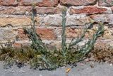 Bleekgele droogbloem  (Gnaphalium luteo-album)