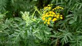 Boerenwormkruid (Tanacetum vulgare)
