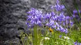 Boshyacint spec.  (Hyacinthoides non-scripta)