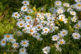 Gewone margriet (Leucanthemum vulgare)